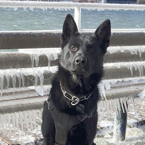 Moose