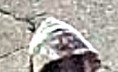 Suspect Sought in Sexual Assault Investigation,
Black Creek Drive and Trethewey Drive