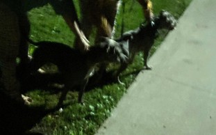 2 dogs