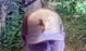 Four Suspects Sought in Fraud and Mischief Investigation,
Mount Pleasant Road and Elm Avenue area,
Suspect #1